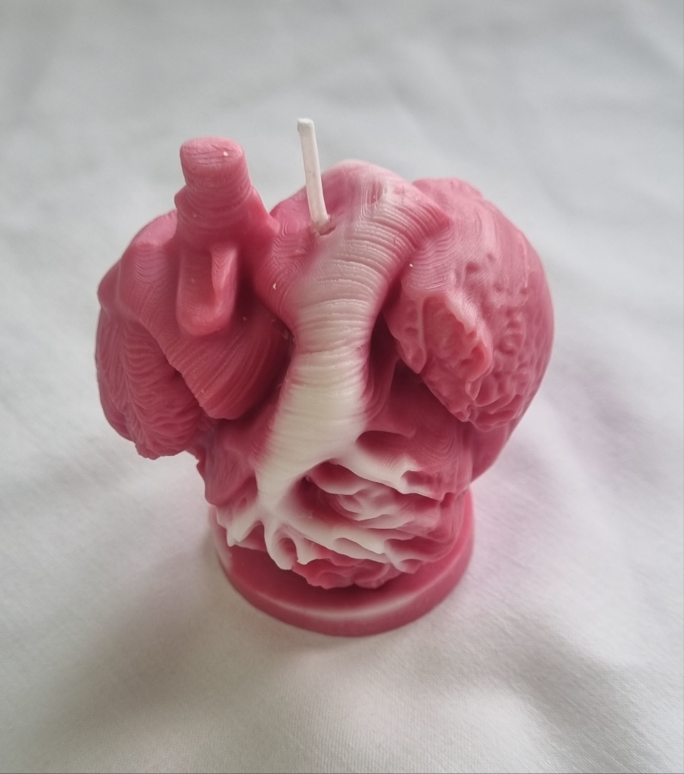 Anatomisk Hjerte